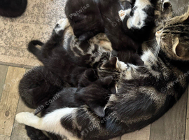 Kittens