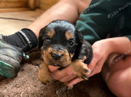 Kc registered cocker spaniel puppies