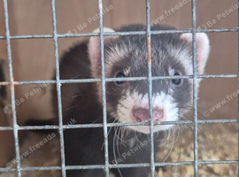 Eu polecat hob ferrets.