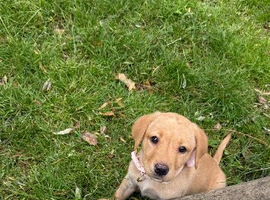 10 week old Labrador retriver