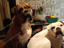 2 female boxer mastiffs