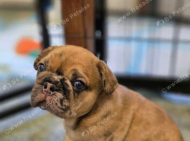 Rope french bull dog puppies