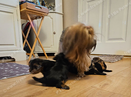 Yorkshire Terrier boys