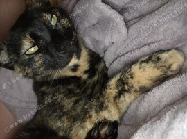 Doris the cat