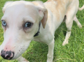 Puppy looking for forever home