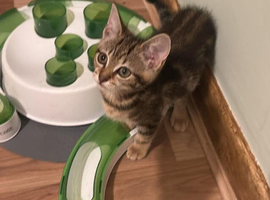 Half Bengal two female kittens