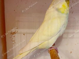 Quality Baby budgies for sale