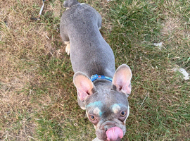 Female 1 year old