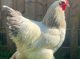 Blue columbian cockerel