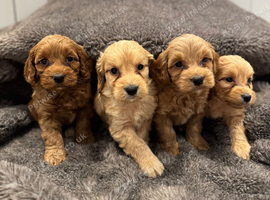 Beautiful cockapoo puppies