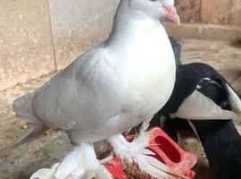 young tumbler pigeons