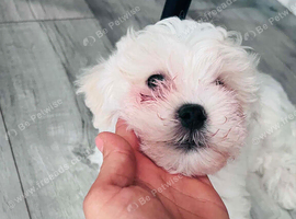 Maltese bichon