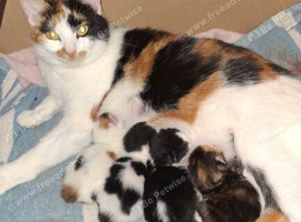 Kittens