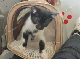 Beautiful stunning girl kitten