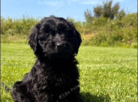 Ready to leave now!! GOLDENDOODLE PUPPIES