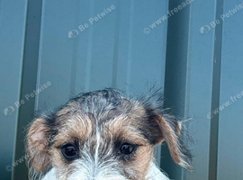Jack Russell x bishon frise