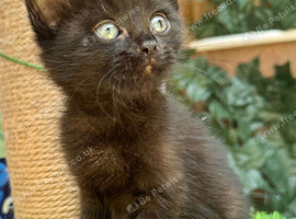 SEMI LONG HAIRED MALE KITTENS