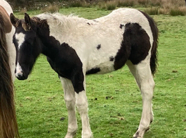 Very Smart Colt Foal - 14.2hh - 15hh