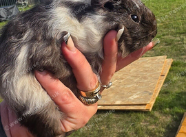 Baby Guinea pigs texel & merino