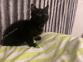 2 kittens must go