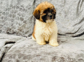 Small Malshi puppies ( Maltese x Shihtzu)