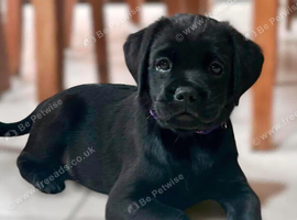 1 x Boy available for his forever home. Rare mixed breed kc reg red fox lab and pekingese, puppies have been wormed to date.