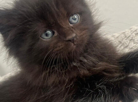 Maine coon mix bengal kitten