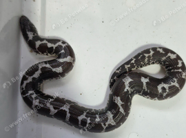 Baby anery het albino sand boa female