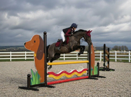 Stunning 13.2hh competition pony