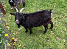 Two Pygmy goats