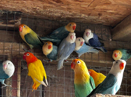 Beautiful baby lovebirds and adult lovebirds