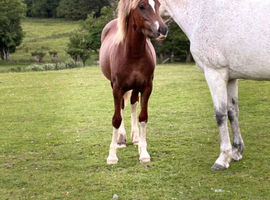 Section D yearling filly registered wpcs