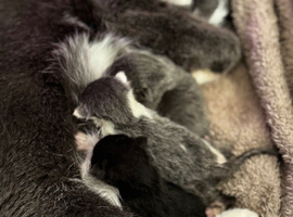3 beautiful kittens