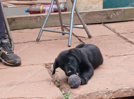 Puppys