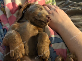 Miniature dachshund
