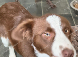 Chocolate and white 5 month old bitch