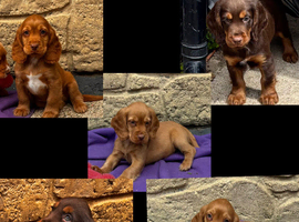 Cocker spaniel puppies