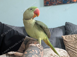 Alexandrine Parrot - 6 months with cage
