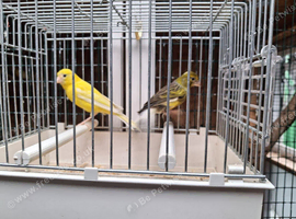 Spanish Raza Adult Pairs for sale