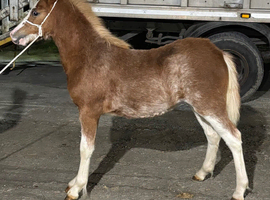 Pretty section A filly