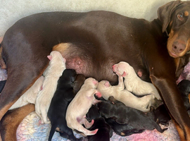 KC registered health tested Dobermann puppies