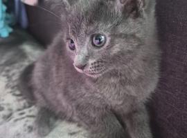 Kittens looking for forever home
