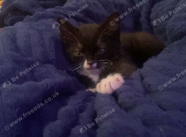 Kitten