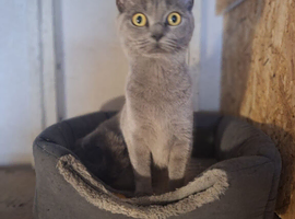 British blue short hair cat 2 years old