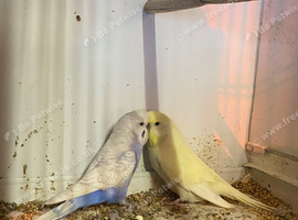 Pair of budgies