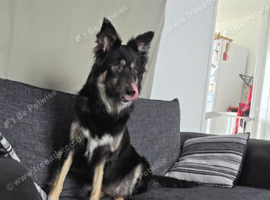 Border collie
