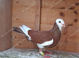 Highflyer Fancy pigeon
