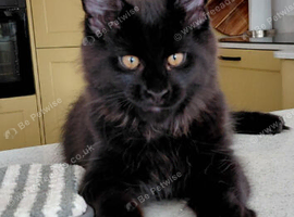 Tica registered, only 2 boys left, black smoke maine coon