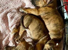 Beautiful Boxer Puppies Looking for Loving Homes