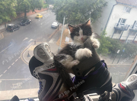 2 kittens